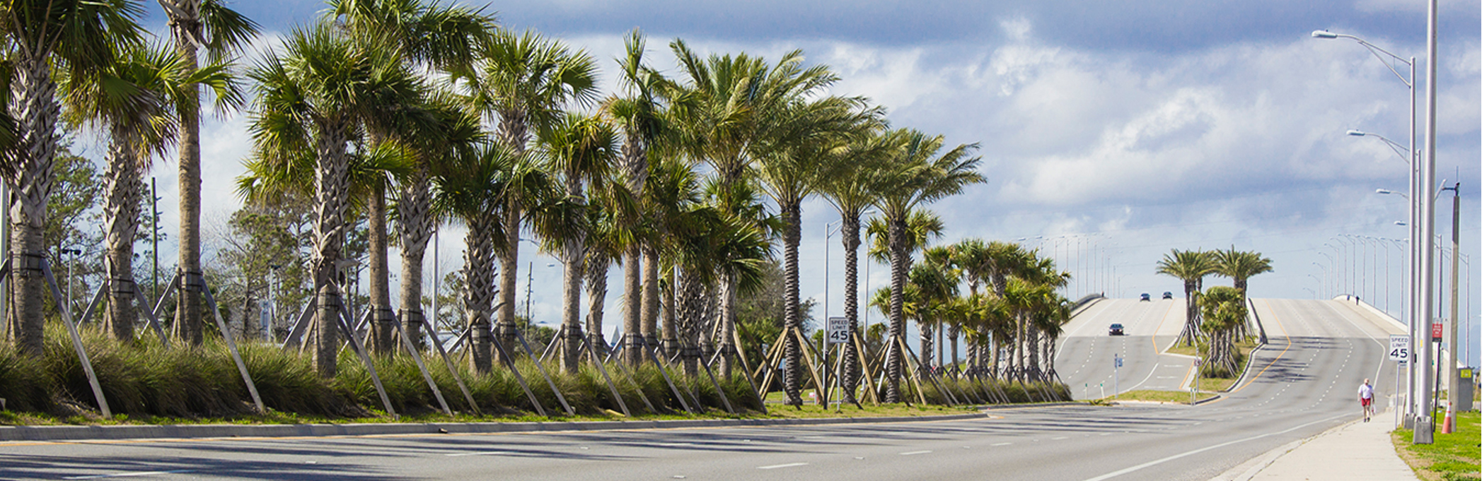 Beach Boulevard Palm Tree Plantings