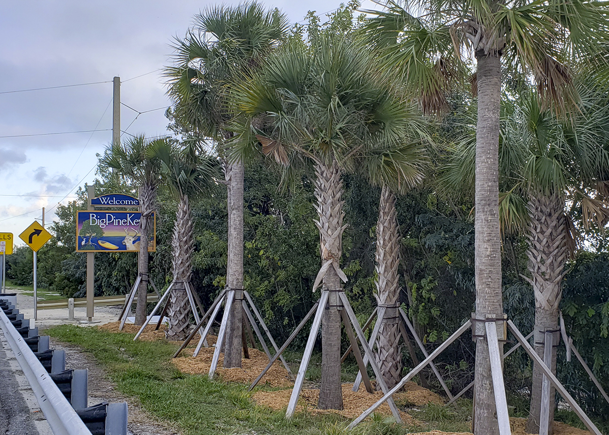 Palm Planting along SR 5/Overseas Highway
